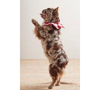 Fren x FP Exclusive Embrodiered Collar at Free People in Red/White Patchwork, Size: Large