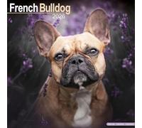 French Bulldog 2026 Calendar | Square Wall Calendar | Dog Breed Gift | Plastic Free Packaging | by Avonside Publishing