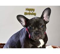 French Bulldog Dog Birthday Card