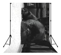 French Bulldog Print Photo Studio Background 5x7ft Soft Photo Backdrop Curtain For Studio Content Creator Equipment