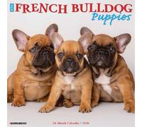French Bulldog Puppies 2026 12 X 12 Wall Calendar