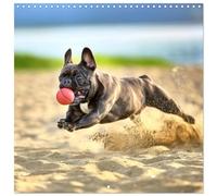 French Bulldogs in play frenzy (Wall Calendar 2026 12" x 24" / 30 x 60 cm (open)) CALVENDO 12 Month Wall Calendar
