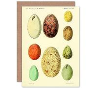 French Eggs Vintage Illustration Greeting Card With Envelope Inside Premium Quality