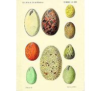 French Eggs Vintage Illustration Unframed Art Print Poster Wall Decor 12x16 inch