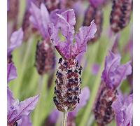 French Lavender plants, ready for the garden. 'Papillon'. Dwarf Lavender ideal for beds and borders. Perennial. 2L Plant. Available from Bedwen Plants