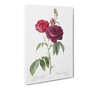 French Purple Roses By Pierre Joseph Redoute Canvas Print | Gallery Wrapped 30mm Frame Wall Art | 20x14 inches | Ready to Hang | Retro Floral Picture | Living Room Bedroom Lounge Office