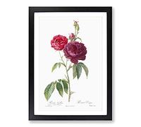 French Purple Roses by Pierre-Joseph Redoute Framed Print | A2 Black Framed Wall Art | Ready to Hang | French Nature Picture | Living Room Bedroom Lounge Office