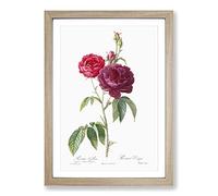 French Purple Roses by Pierre-Joseph Redoute Framed Print | A2 Oak Framed Wall Art | Ready to Hang | French Nature Picture | Living Room Bedroom Lounge Office