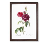 French Purple Roses by Pierre-Joseph Redoute Framed Print | A2 Walnut Framed Wall Art | Ready to Hang | French Nature Picture | Living Room Bedroom Lounge Office