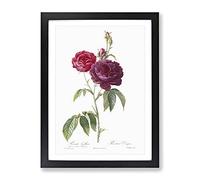 French Purple Roses By Pierre Joseph Redoute Vintage Framed Print | A3 Black Framed Wall Art | Ready to Hang | French Nature Picture | Living Room Bedroom Lounge Office