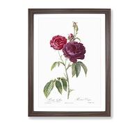 French Purple Roses By Pierre Joseph Redoute Vintage Framed Wall Art Print, Ready to Hang Picture for Living Room Bedroom Home Office Décor, Walnut A4 (34 x 25 cm)