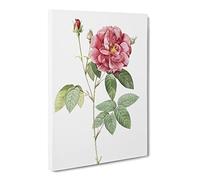 French Rose By Pierre Joseph Redoute Canvas Print | Gallery Wrapped 30mm Frame Wall Art | 20x14 inches | Ready to Hang | Retro Floral Picture | Living Room Bedroom Lounge Office