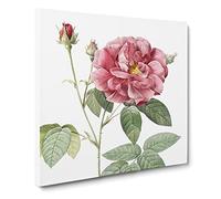 French Rose by Pierre Joseph Redoute Canvas Print | Gallery Wrapped 30mm Frame Wall Art | 20x20 inches | Ready to Hang | Retro Floral Picture | Living Room Bedroom Lounge Office