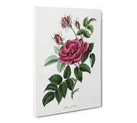 French Rose Illustration Canvas Print | Gallery Wrapped 30mm Frame Wall Art | 24x16 inches | Ready to Hang | French Floral Picture | Living Room Bedroom Lounge Office
