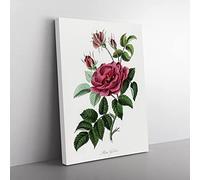 French Rose Illustration Vintage Canvas Wall Art Print Ready to Hang, Framed Picture for Living Room Bedroom Home Office Décor, 60x40 cm (24x16 Inch)