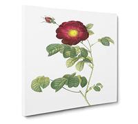 French Rose in Deep Pink by Pierre Joseph Redoute Canvas Print | Gallery Wrapped 30mm Frame Wall Art | 20x20 inches | Ready to Hang | Retro Floral Picture | Living Room Bedroom Lounge Office