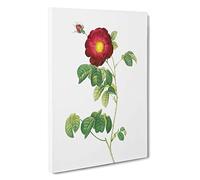 French Rose in Deep Pink by Pierre-Joseph Redoute Canvas Print | Gallery Wrapped 30mm Frame Wall Art | 30x20 inches | Ready to Hang | French Floral Picture | Living Room Bedroom Lounge Office