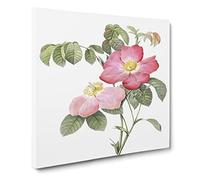 French Rose in Pink by Pierre Joseph Redoute Canvas Print | Gallery Wrapped 30mm Frame Wall Art | 14x14 inches | Ready to Hang | Retro Floral Picture | Living Room Bedroom Lounge Office
