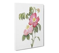 French Rose In Pink By Pierre Joseph Redoute Canvas Print | Gallery Wrapped 30mm Frame Wall Art | 24x16 inches | Ready to Hang | Retro Floral Picture | Living Room Bedroom Lounge Office