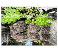 French Truffle Wonders (Wall Calendar 2026 DIN A4 landscape), CALVENDO 12 Month Wall Calendar: Precious French black gold