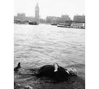 Frenzy (1972) Alfred Hitchcock 10x8 Photo