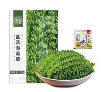 Fresh and Crispy Seaweed (100g) Sea Grapes Are A Nutritious Fruit Known As Ocean Jade, Healthy Algae, Seaweed Salad, Healthy Cold Salad, Pickles, Casual Snacks, and Nutritious Sea Grapes (2 bags)