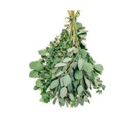Fresh, Aromatic, Mixed Eucalyptus bunch. Grown in Cornwall. Shower Eucalyptus. Home decor.