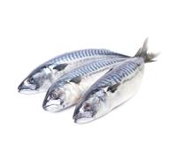 Fresh Atlantic Mackerel Box 200kg - Premium Whole Fish in Bulk | Omega-3 Rich Seafood for Restaurants, Catering & Export
