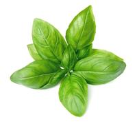 Fresh Basil 1 Bunch x 10 Pack | Premium Culinary Herb | Aromatic Leaves for Cooking, Pesto, Salads & Garnishing | Farm Fresh | Ideal for Restaurants, Catering & Home Use