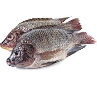 Fresh Black Tilapia Fish, 1 kg