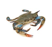 Fresh Blue Crab 1kg