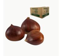 Fresh Chestnuts 500G | Whole Raw Chestnuts | Naturally Sweet & Nutty | Ideal for Roasting, Baking, Stuffing & Seasonal Recipes | Fresh Produce Pack