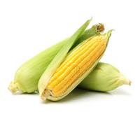 Fresh Corn on the Cob 10 units | Husk On