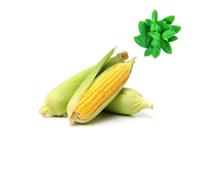 Fresh Corn on the Cob 10 units | Husk On | Fresh Mint Included