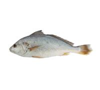 Fresh Croaker Fish 2kg - Mild, Tender & Versatile White Fish