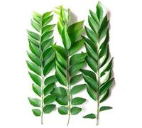 Fresh Curry Leaves I 20G I Pack of 1