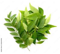 Fresh Curry Leaves I 45G I Pack of 1