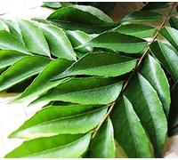 Fresh Curry Leaves I Murraya koenigii I 50G