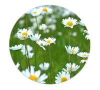 Fresh Design Soft Kitchen Circular Rugs 200cm - White Daisy Field Print Round Door Mat Portable Non Slip for Balcony Living Room Foyer Sofa