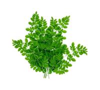 Fresh Drumstick Leaves/Moringa 4kg | Nutrient-Rich Leafy Vegetable | Ideal for Soups, Curries & Smoothies | Farm Fresh