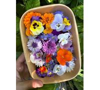 Fresh Edible Flower Punnet, The Petal Factory 50-60 Flower Heads Including Viola, Cornflower, Geum, Borage, Calendula