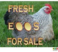 Fresh Eggs for Sale Chicken GATE Sign! - 1.2mm Rigid Plastic 300mm x 200mm