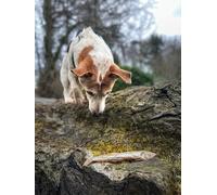 Fresh Freeze-Dried Chicken Powder Famliy Pack 80g*3Bag Pet Food Topper Cat Treats Dog Treats Natural