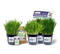 Fresh Grass for Rabbits, Guinea Pigs, Chinchillas, Hamsters, Gerbils - 4 Varieties (Oats, Wheat, Barley, Mix) - Healthy Hay Alternative - Live Boredom Buster Treat, UK Grown by Chew Crew