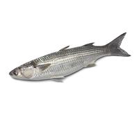 Fresh Grey Mullet - 1 kg Premium Whole Fish, Cleaned & Ready to Cook, Freshly Chilled Seafood for Grilling, Baking & Frying