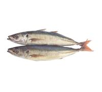Fresh Jackfish 2kg -/+10% - Wild-Caught Whole Fish - Fresh & Chilled Seafood for Grilling, Baking, Frying & Gourmet Dishes