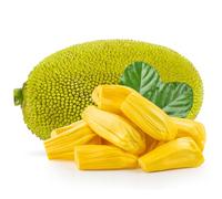 Fresh Jackfruit Whole ~8-14 kg - Weekly Import from Local Farms of Mexico