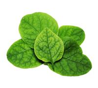 Fresh Keerai/Indian Spinach 2kg -/+10% - Authentic South Indian Leafy Green, Ideal for Curries, Stir-Fries, Soups & Healthy Vegan Cooking