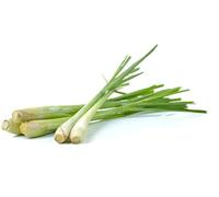 Fresh Lemongrass 5 Bunch - Aromatic Thai Herb for Curries, Soups, Stir-Fries & Tea | Premium Fragrant Stalks for Cooking & Meal Prep