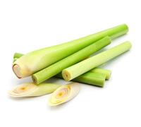 Fresh Lemongrass - 5 Bunch Pack - Aromatic Stalks for Soups, Curries, Stir-Fries, Tea & Southeast Asian Cooking